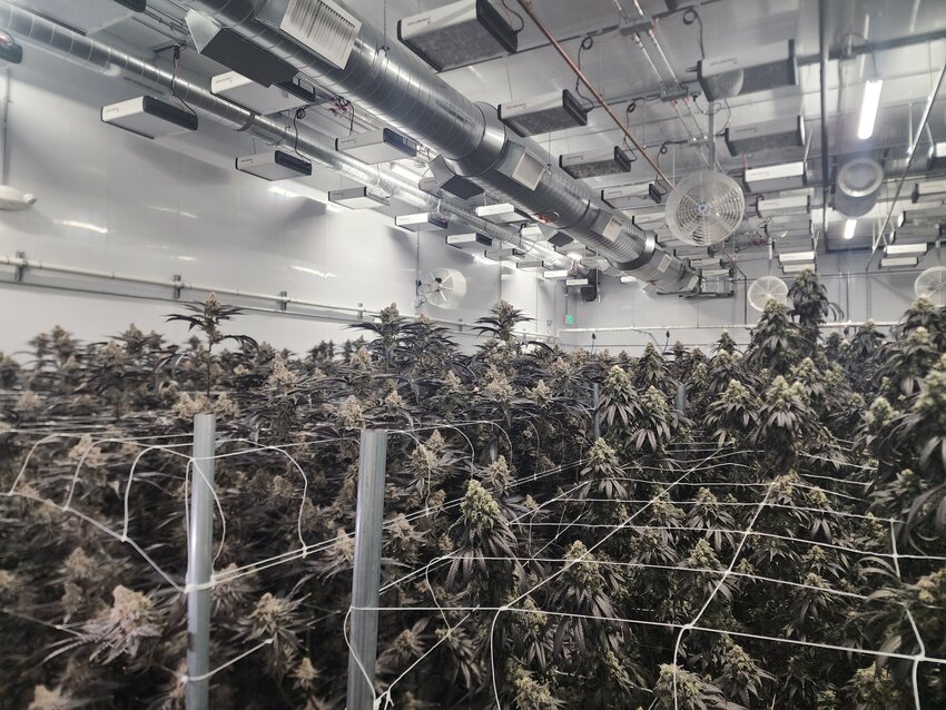 Cannabis flower grows at a state-licensed facility in Battle Creek.