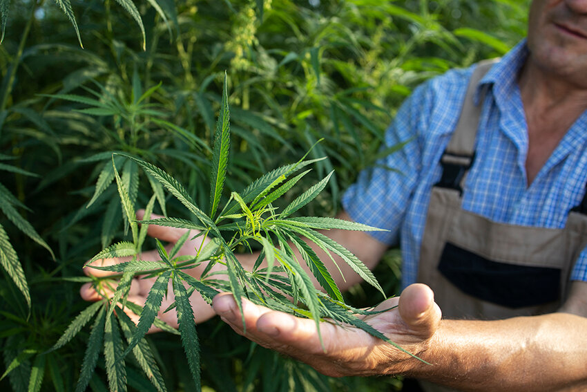 With the state&rsquo;s legal cannabis market facing a tidal wave of oversupply and ever-shrinking profit margins, industry leaders are calling for an immediate halt to the issuance of new cannabis cultivator licenses, which would provide a crucial window for businesses to drop out of the market naturally and a much-needed stabilization of supply and demand.