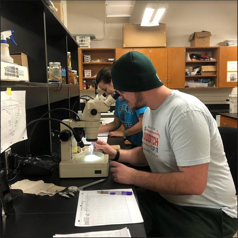 Undergraduate technicians Nick Yeager and Sharon Carpenter analyze smaller contents from fish guts in the lab.