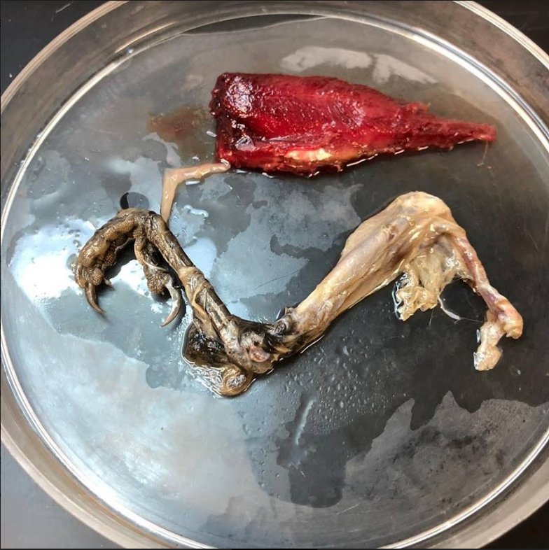Remnants of a bird found in a fish stomach.