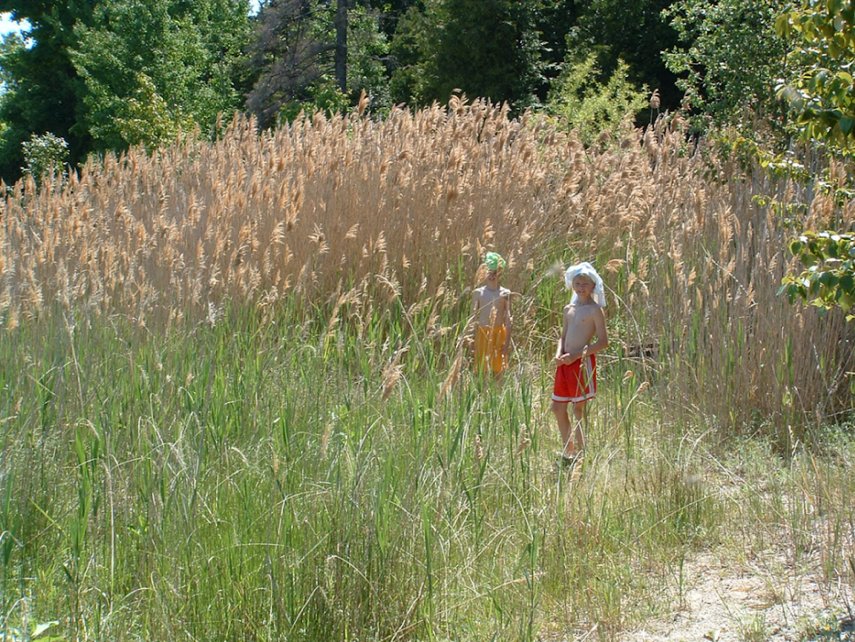 Boys stand with a healthy crop of invasive Phragmites at Cheyenne Point on Beaver Island in 2004.