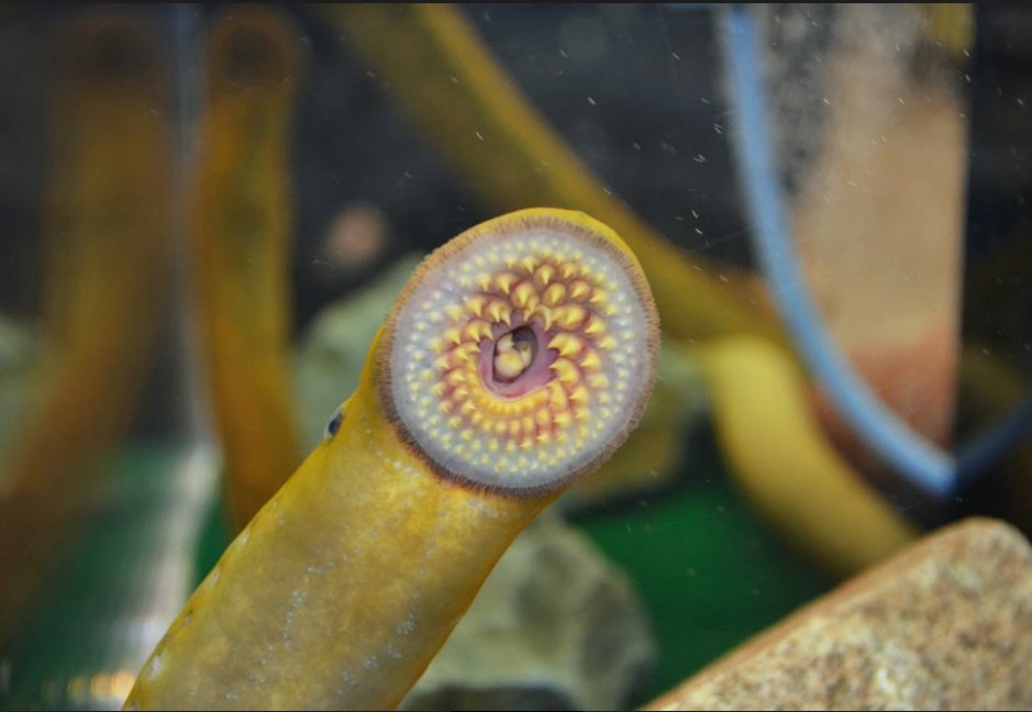 A sea lamprey in a booth at a boat show in Duluth, Minnesota.