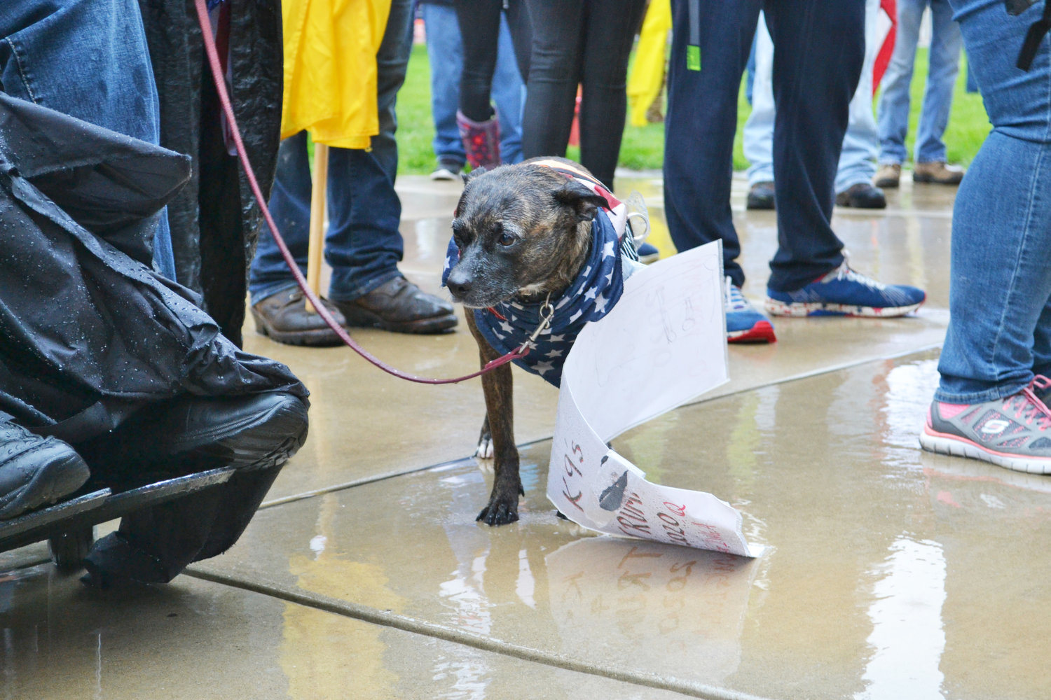 A protester's dog stands in the downpour at the Capitol.