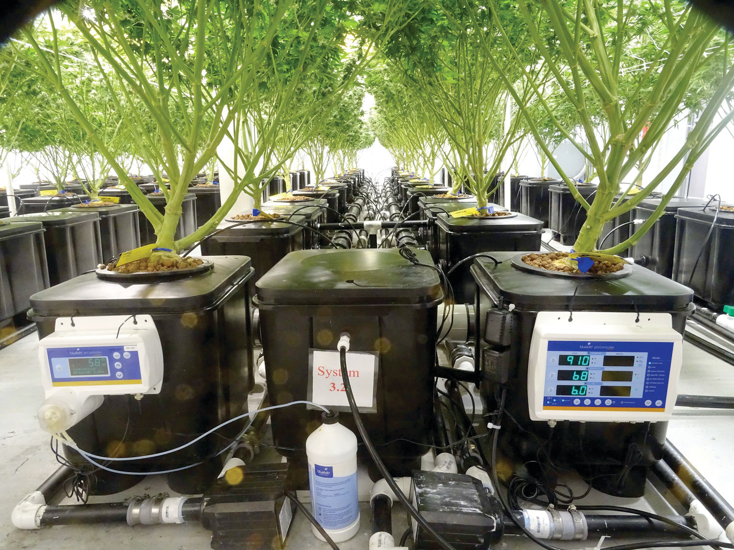 At Lemonati Family Farms on East Kalamazoo Street, plants are grown hydroponically, without soil. The Lansing-based company is licensed or conditionally approved to both grow and process — and eventually sell — cannabis products locally.