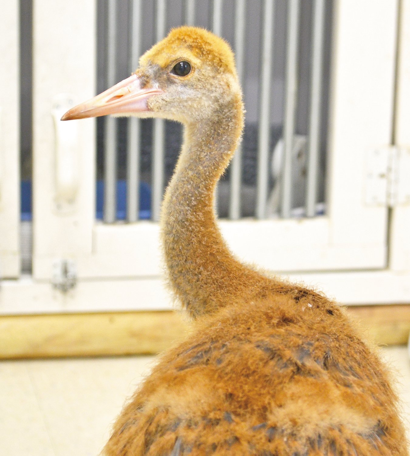 A recovering sandhill crane that was brought into Wildside with two fractured legs. Its next destination is Howell Nature Center.
