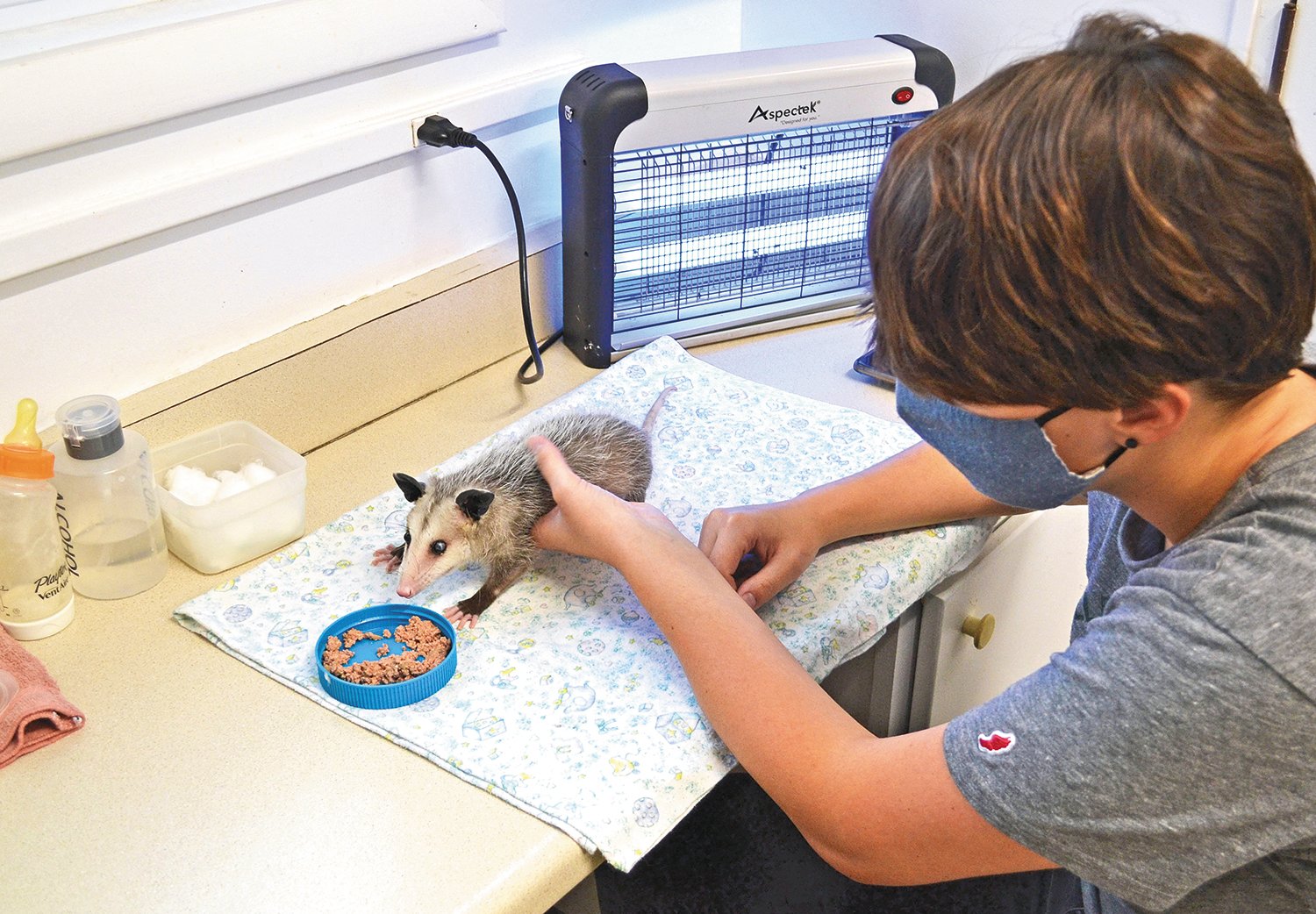 Wildside intern Emma McGeath helps feed a one-eyed baby opossum.
