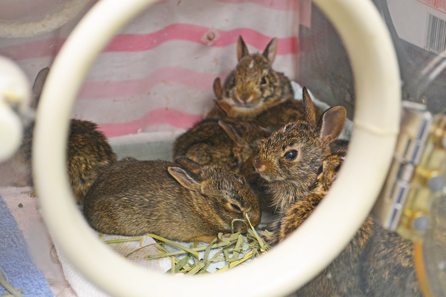 Baby rabbits lying together at Wildside Rehabilitation and Education Center.