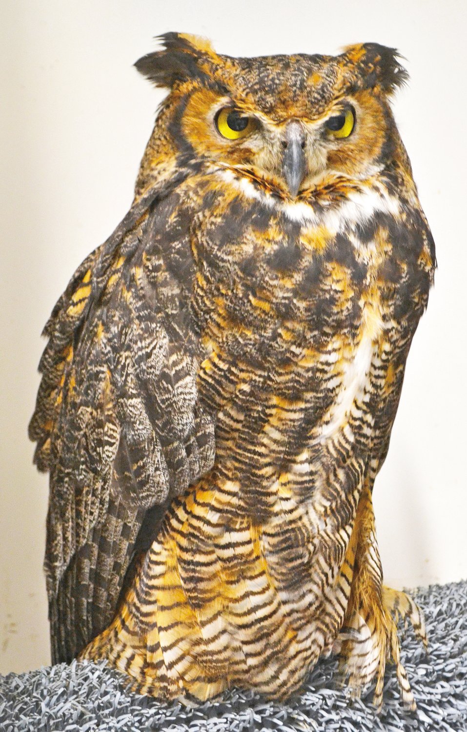 Starry, a 32-year-old great horned owl. Starry, non-releasable due to a severe neck injury, helps raise baby owls that are brought into Wildside.