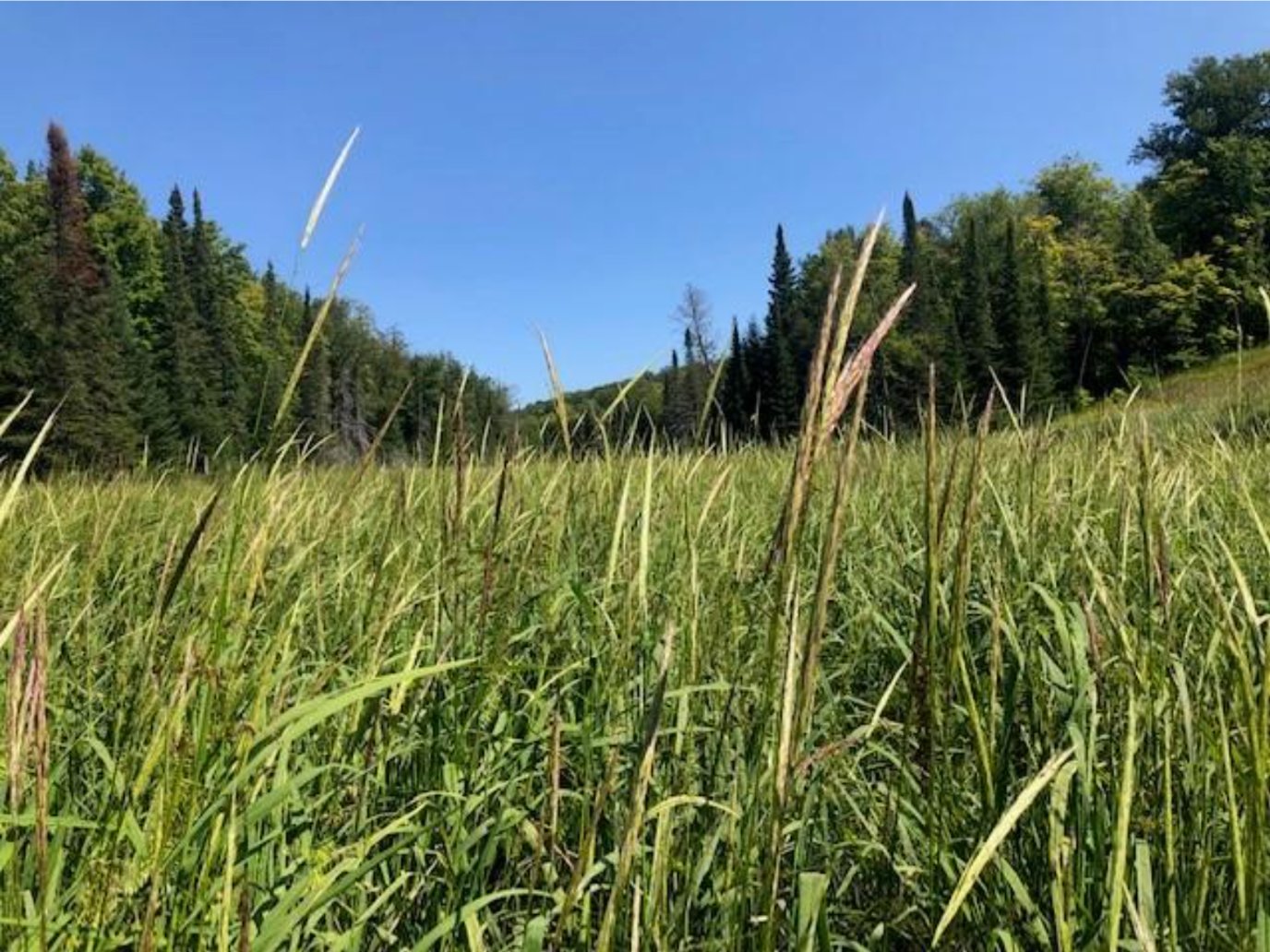Toxic metals from mining near Keweenaw Bay were found in local wild rice beds, like this one at Lake Plumbago in Baraga County.