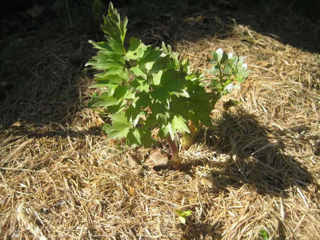 Like a weed, lovage thrives on being ignored, but it doesn’t spread.