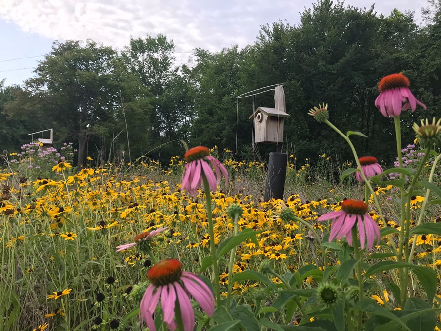 Backyard habitats with native plants are beneficial to wildlife.