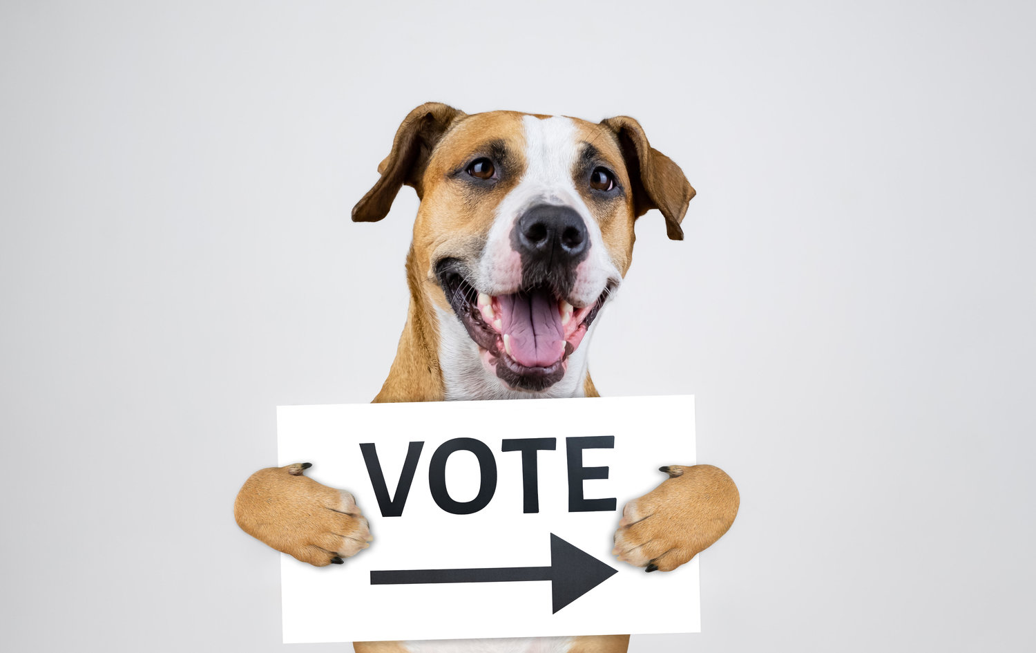 R1N65E American election activism concept with staffordshire terrier dog.  Funny pitbull terrier holds "vote" sign in studio background