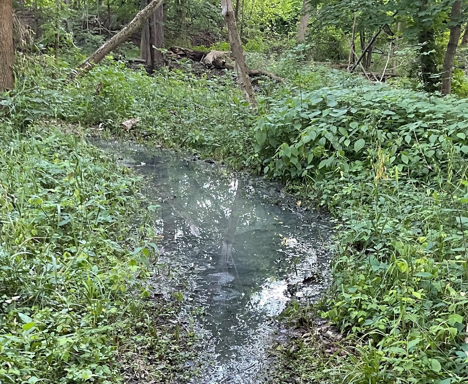 A large puddle of sewage on a mountain bike trail in Hunters Ridge Park on the city’s far southwest side. The sewage was the result of a backup, caused by “rags and flushable wipes,” in the sewer line last week.