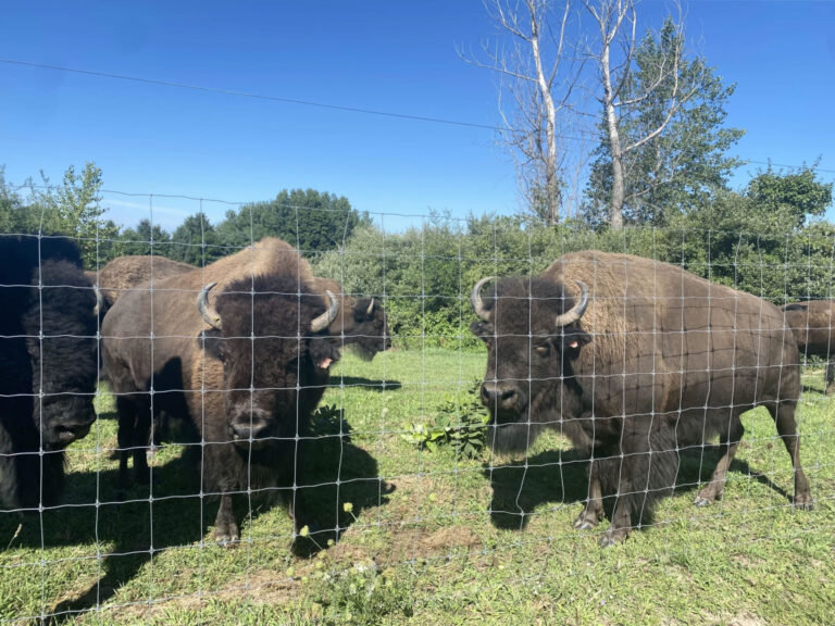 David Kirby’s bison stand behind a fence at his Leelanau County ranch.