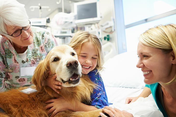 Golden Retriever therapy dog visiting a young girl in the hospital.