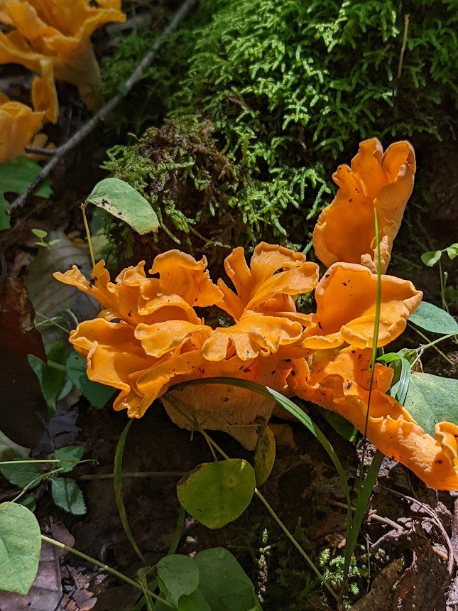 Chanterelle mushrooms, sometimes confused with poisonous jack o’ lantern mushrooms, are a popular wild food.