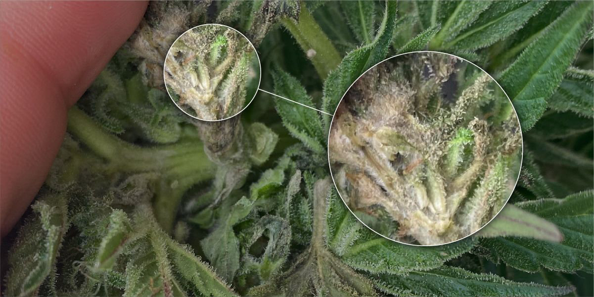 Bud rot causes cannabis buds to become brown and slightly squishy, eventually rendering them moldy and unusable.