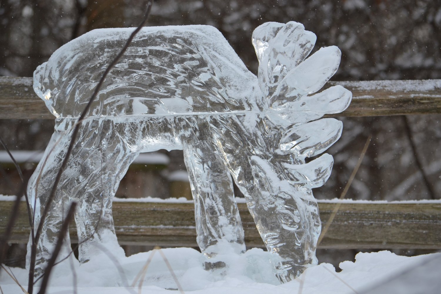 Visit Potter Park Zoo 10 a.m. to 4 p.m. Saturday and Sunday for an Ice Safari with pre-made ice carvings, live carvings and a chance to see winter-loving zoo animals.