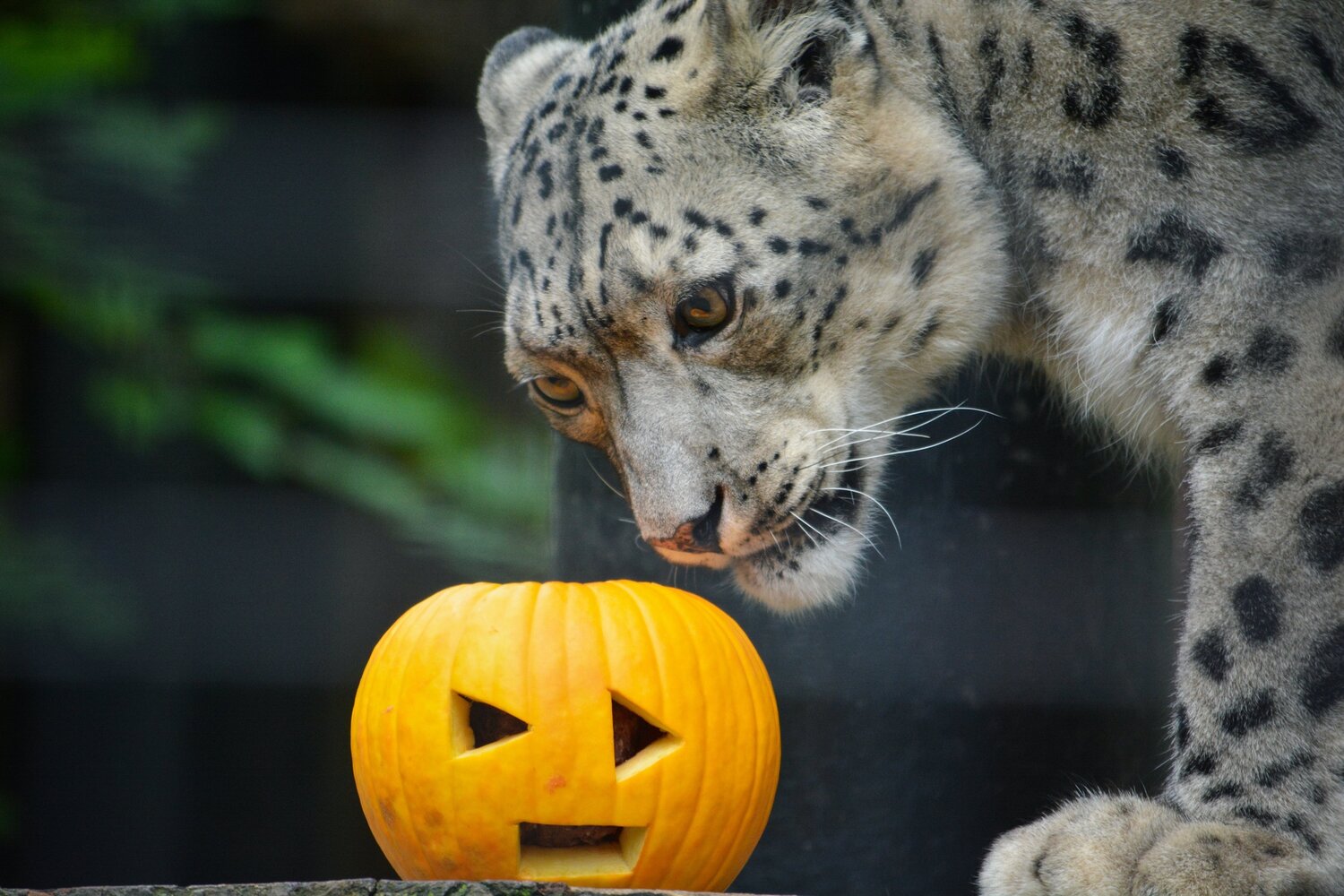 Potter Park Zoo’s Boo at the Zoo events run noon to 5 p.m. Saturdays and Sundays through Oct. 29.