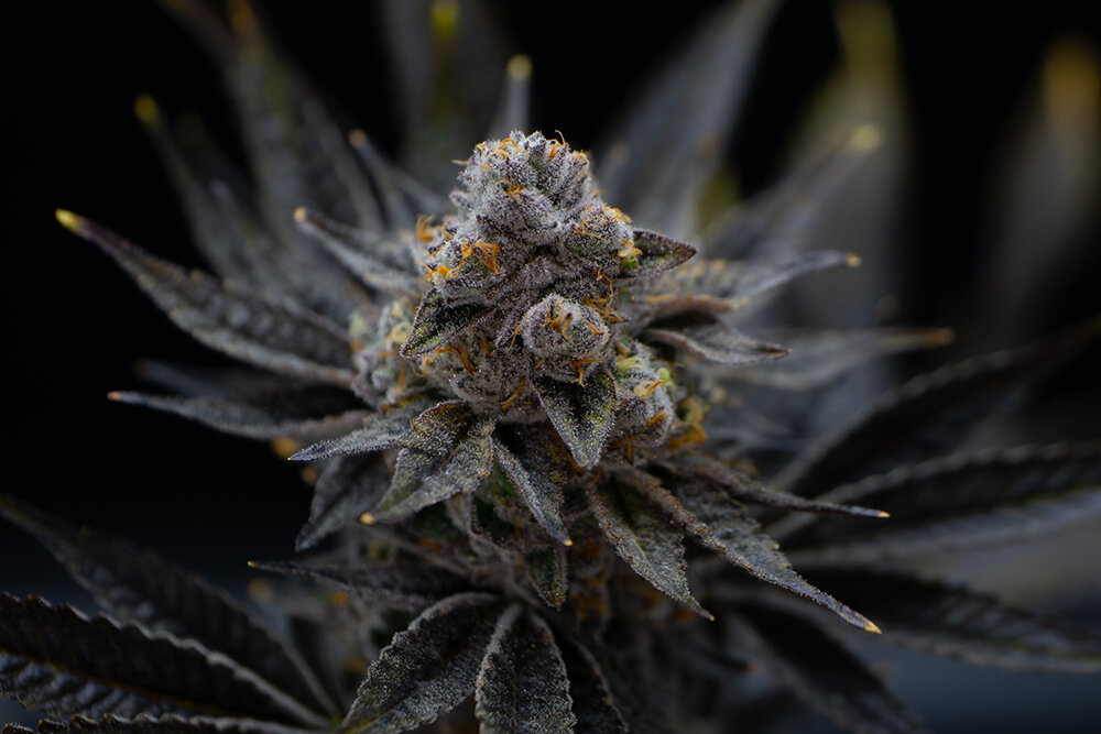 Franklin Fields’ First Class Funk strain took third place in the Best Cannabis Flower — Hybrid category in this year’s Top of the Town competition.