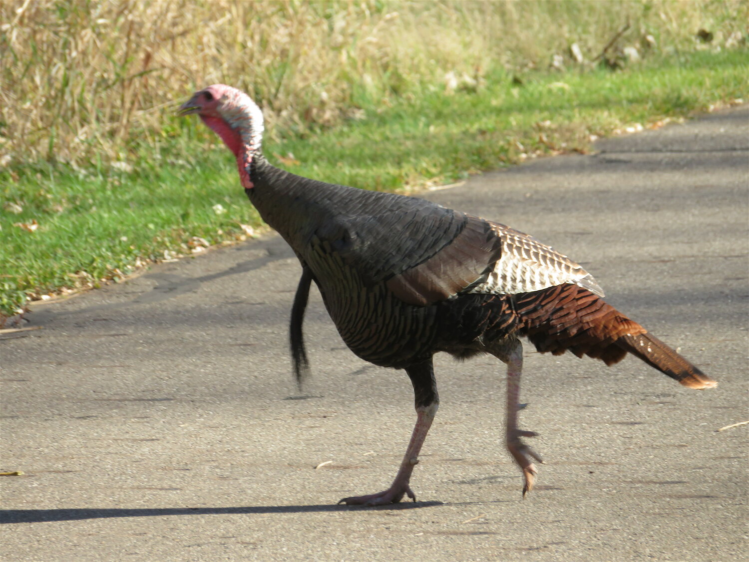 A wild turkey hustles across the Lansing River Trail near Aurelius Road and Mt. Hope Avenue, where turkeys are a common sight. The bristly tuft of hair, or “beard,” on the bird’s chest doesn’t mean it’s a hipster, but it’s probably a male, and at least a few years old.