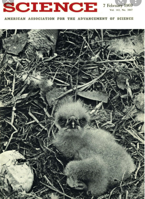 A photograph of a newly hatched eaglet taken  by researcher Joe Hickey, next to the remains of a too-thin eggshell that did not survive, as a result of DDT contamination. The image was provided to Science magazine by  lawyers representing the Environmental Defense Fund during state hearings in Wisconsin.