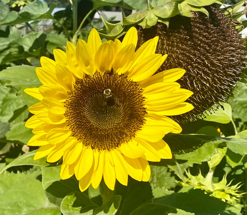 A bee searches for pollen on a sunflower, reflective of the symbiotic relationship that exists between engaged communities.