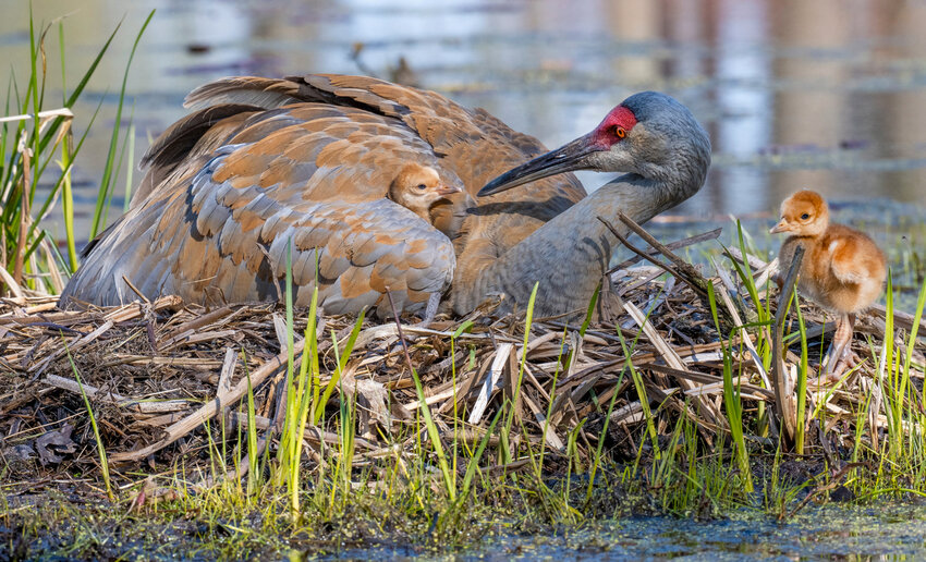 A one-day-old Sandhill Crane peaks out from under Mom's wing while a three-day-old colt ventures about the nest.