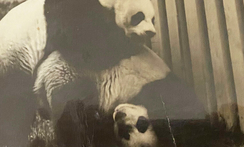 Two giant pandas cavorting at the National Zoo in Washington D.C.