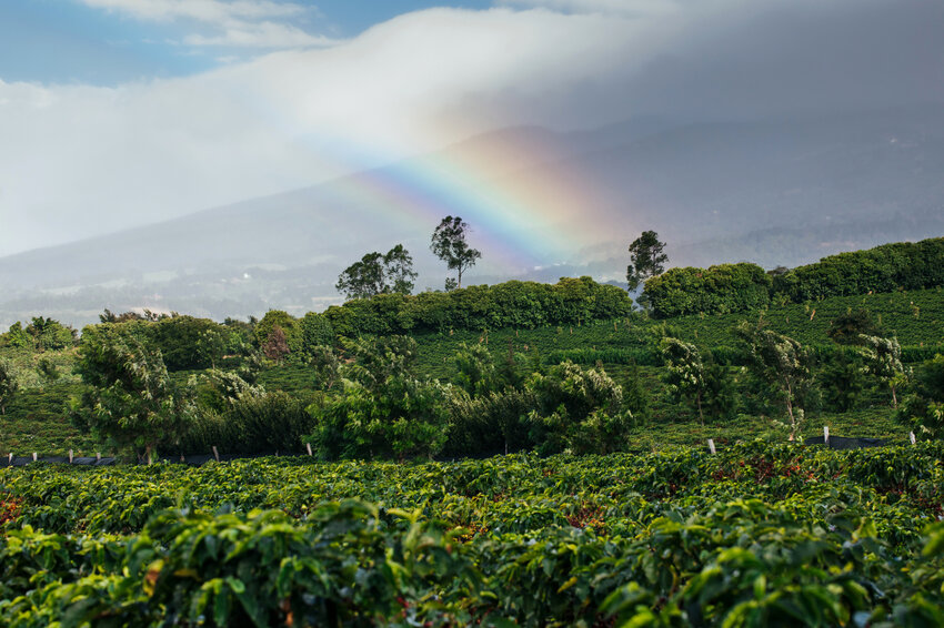 A rainbow is shown during harvest on Hacienda Alsacia in Costa Rica on Thursday, Jan 16, 2020.  (Joshua Trujillo, Starbucks)