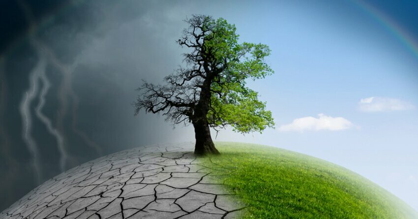 A tree at the top of Earth effected by Climate Change