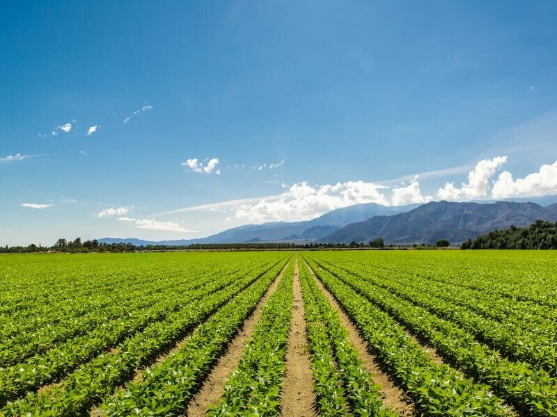 Agricultural fields as a potential location of carbon sequestration via microorganism technology. Blue sky and mountains