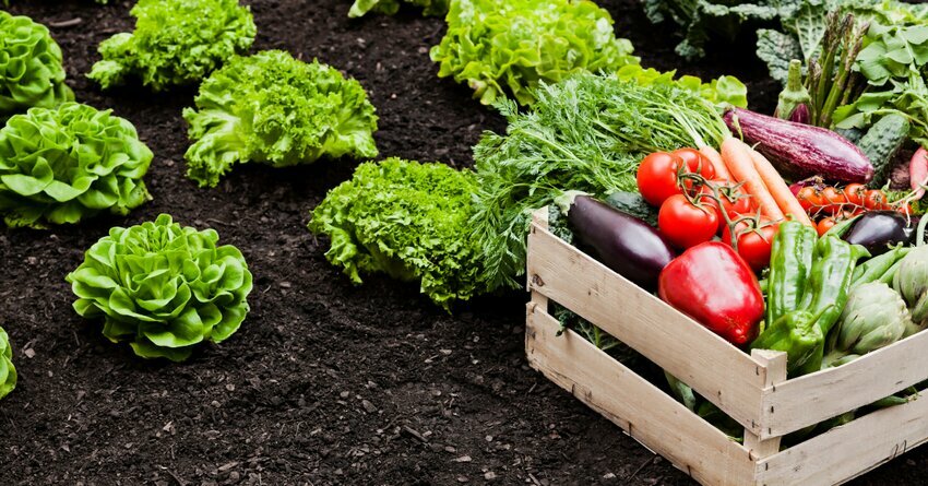 Green heads of lettuce grow out of brown dirt. A brown wooden box holds a variety of colorful vegetables.