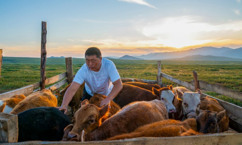 Farmer tends to cows as program helps lower methane emissions.