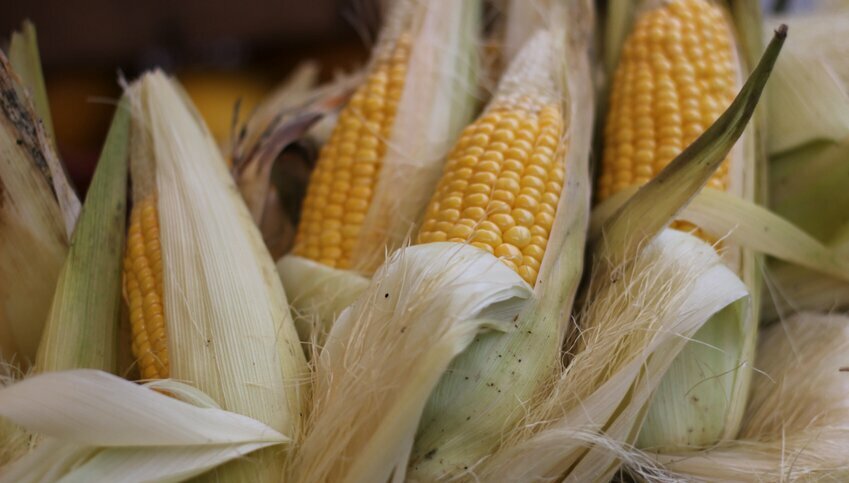 Yellow corn peeking out of the pulled down white husks.