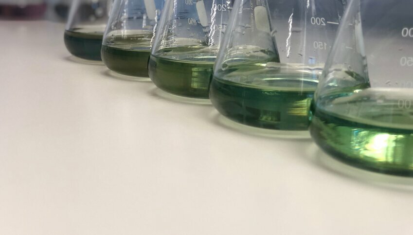 A row of beakers filled with a green liquid.