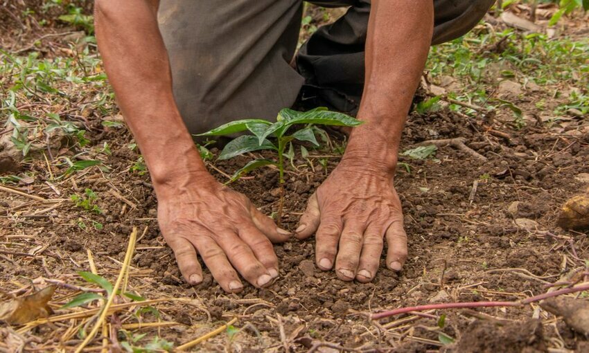 Tree being planted in Peru