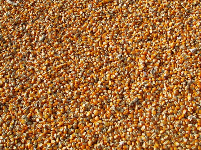 Closeup of corn kernels in pile