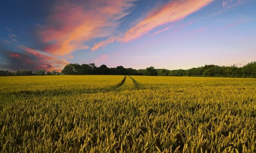 Farmland at sunset