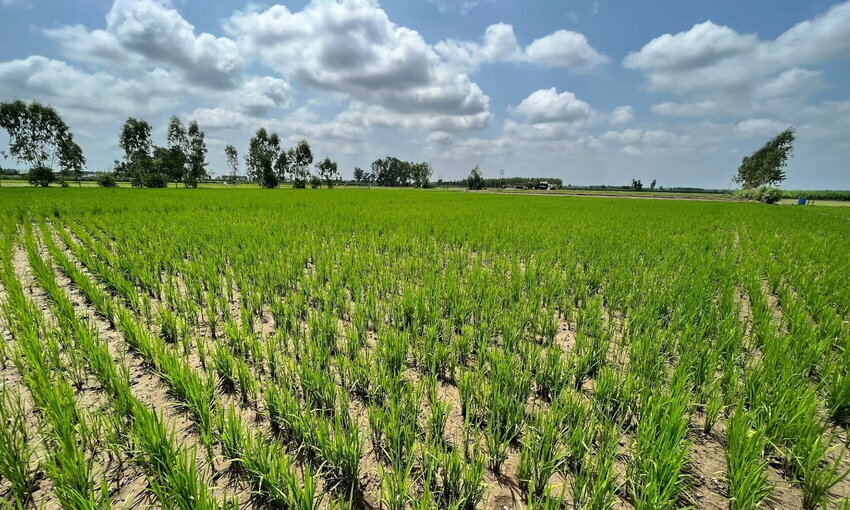 rice paddy field with blue sky