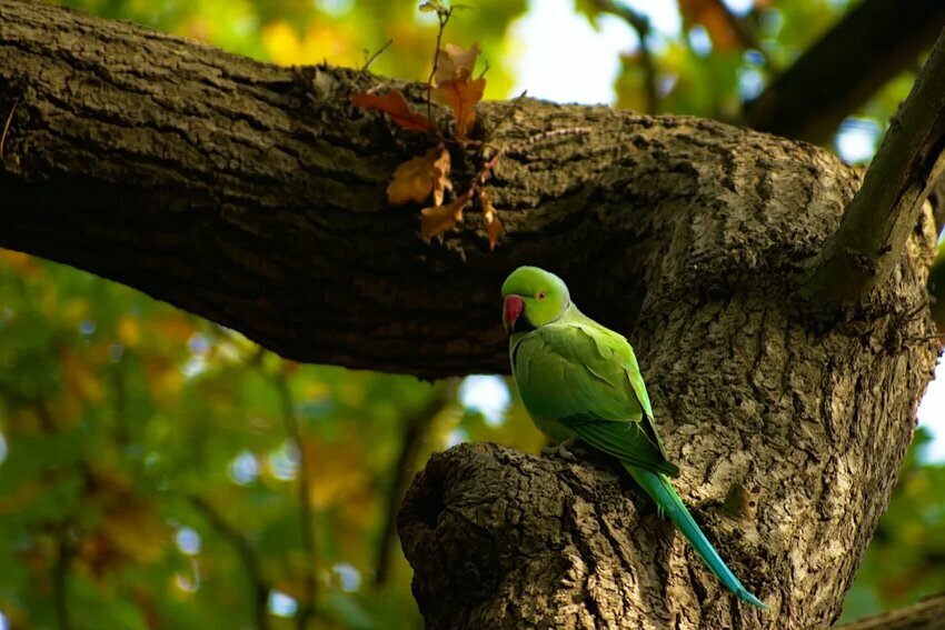 photo of a green rose-ringed parakeet on a tree. These birds represent another large invasive population globally, as well as economic damages do to crop destruction.