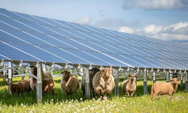 Sheep grazing underneath solar panels in a large field