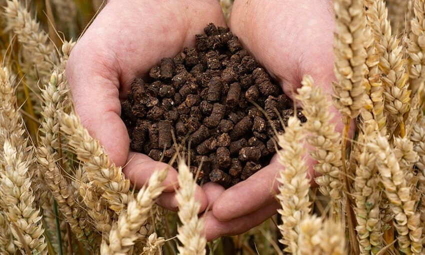 Hands holding cocoa husk pellets in a field of wheat