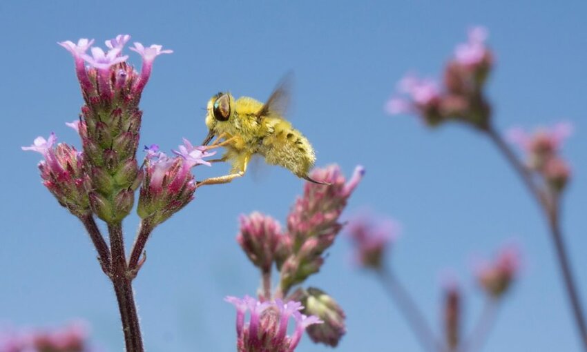 Microsoft Launches 'Planetary Computer' to Reach Biodiversity Goals