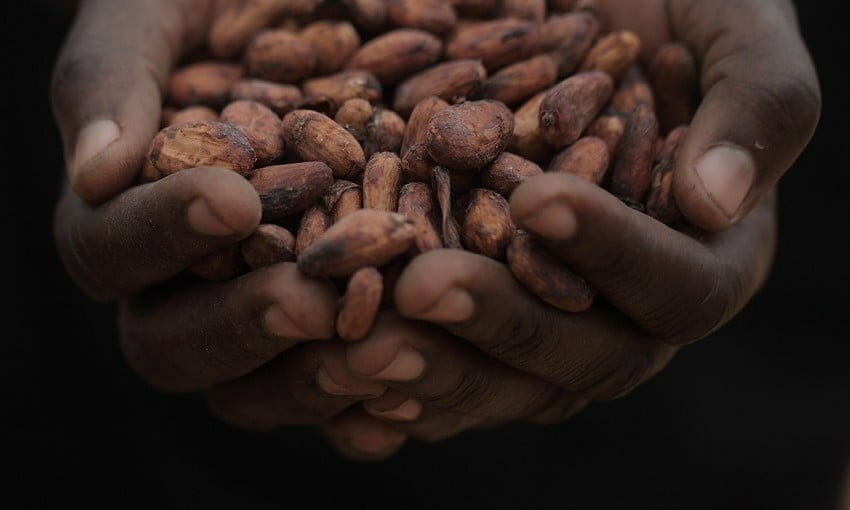 Cargill Says that Half of Sustainable Cocoa Beans Now Traceable