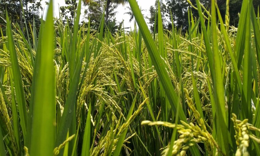 Anheuser-Busch: Rice Farmers Saved 2 Billion Gallons of Water Last Season