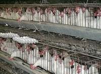 batterychickens.jpg