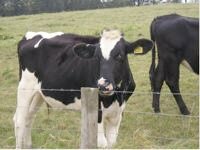 cow.jpg