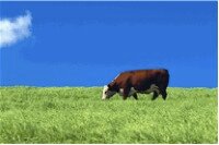 cow1.jpg