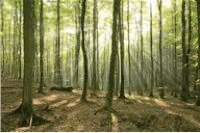 trees1.jpg